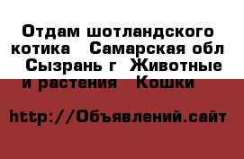 Отдам шотландского котика - Самарская обл., Сызрань г. Животные и растения » Кошки   